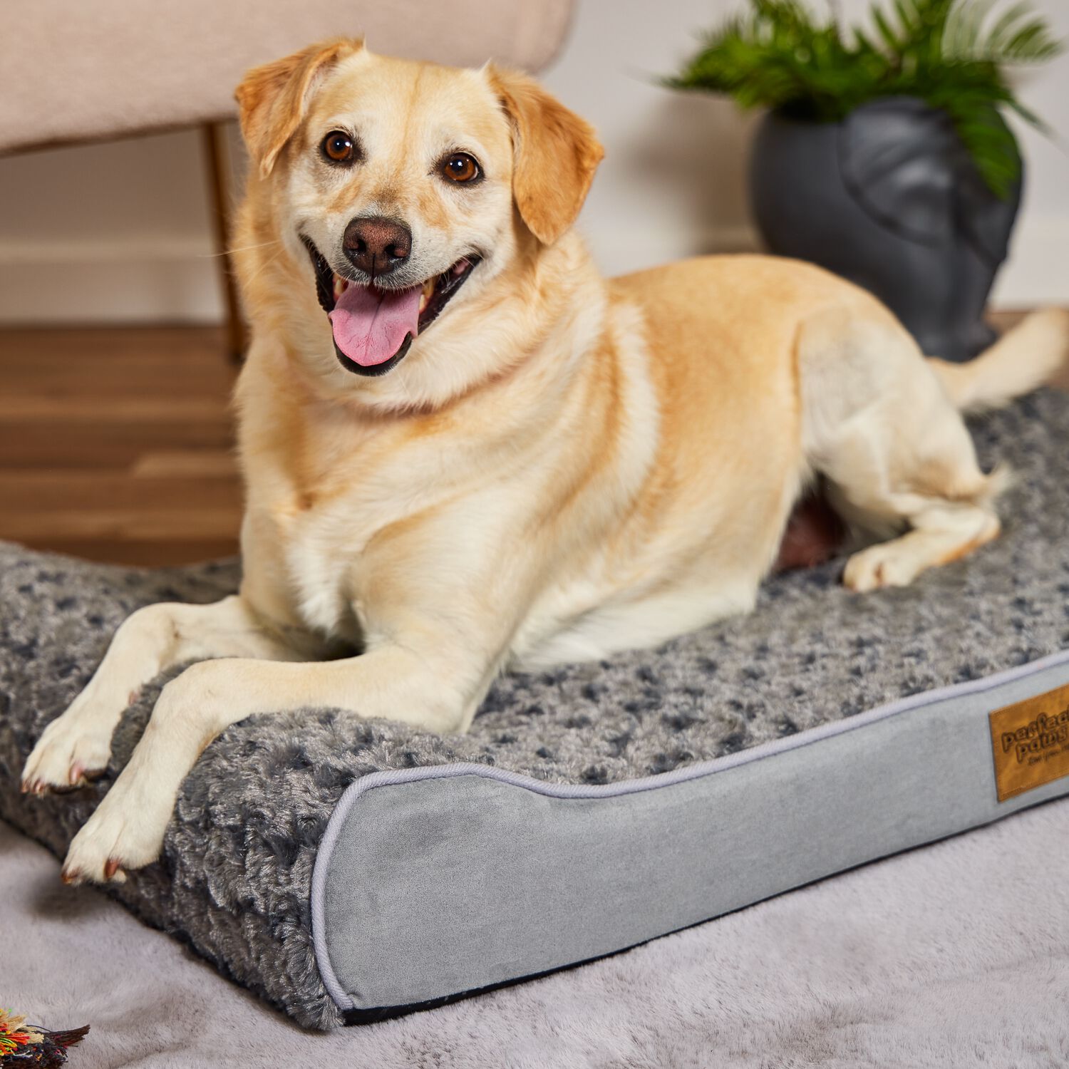 Harley Luxury Pet Sofa Home Store More