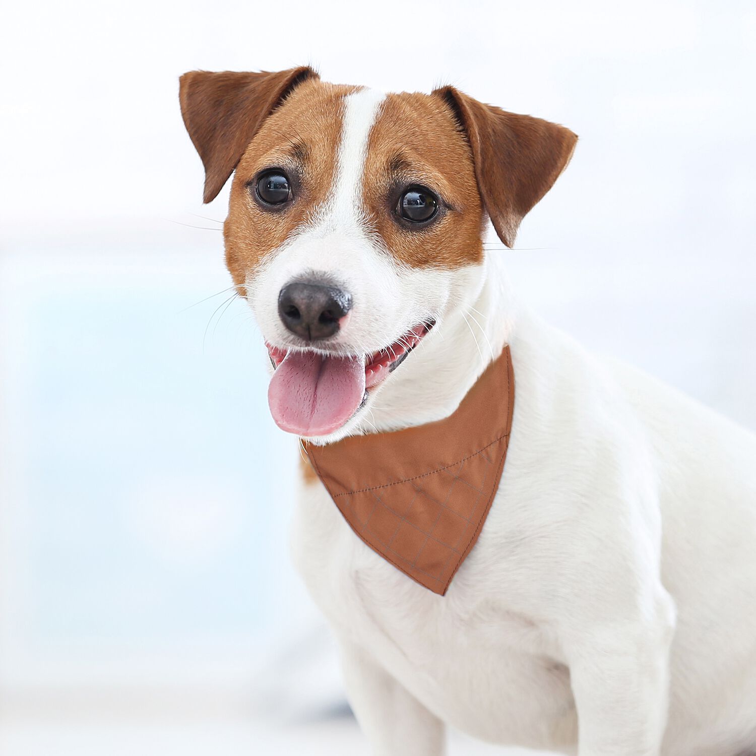 Orange on sale dog bandana