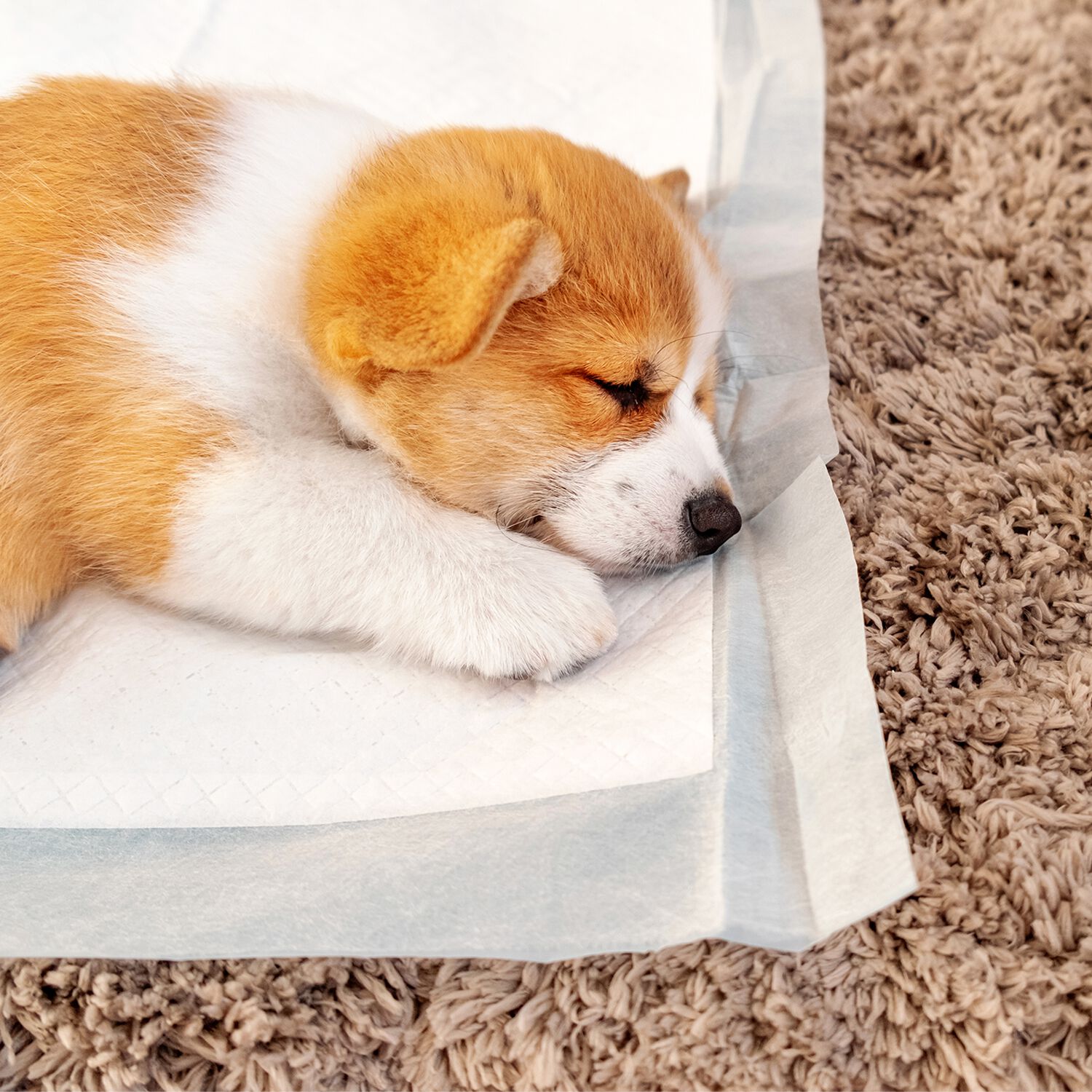 Morrisons puppy shop training pads