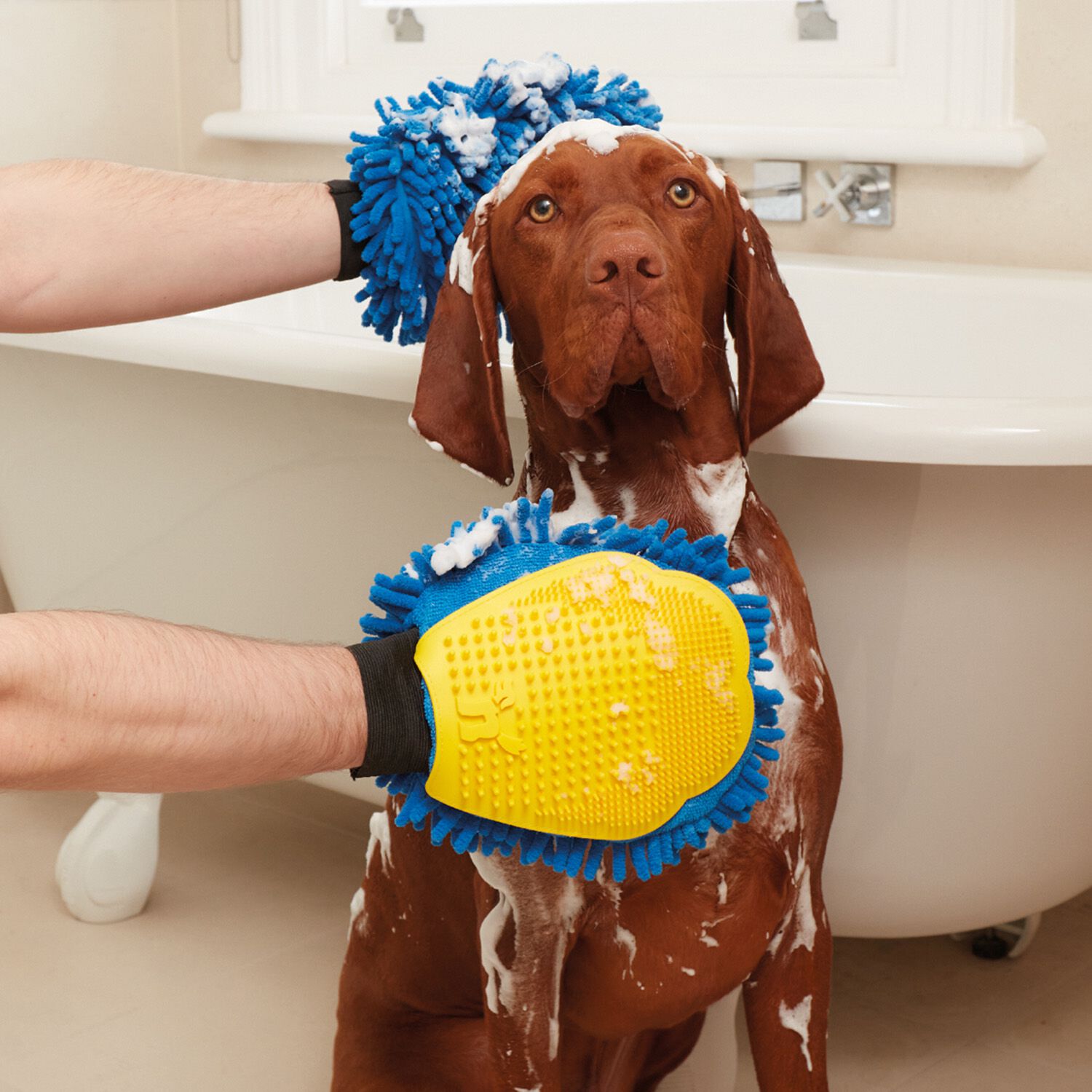 Pet Grooming Hygiene Home Store More