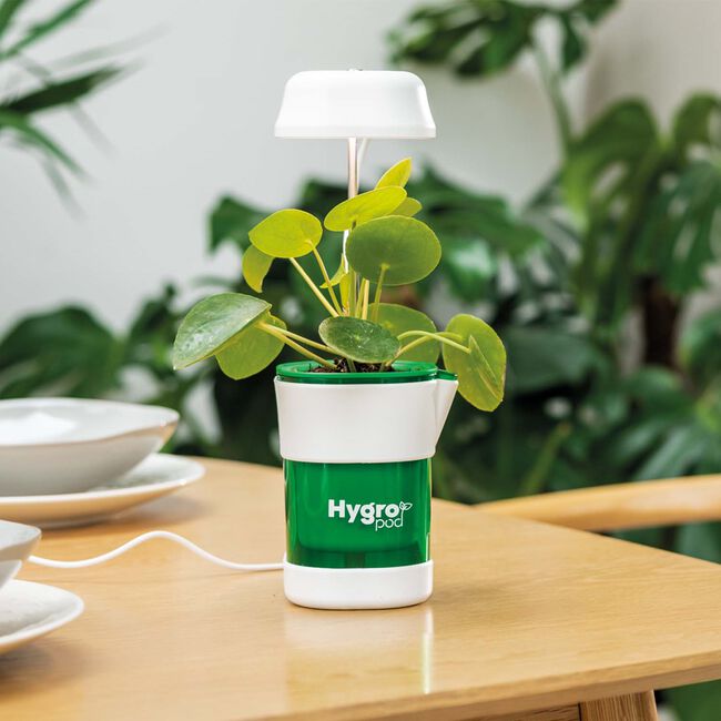 JML Hygropod - Indoor Self-Watering Plant Pot