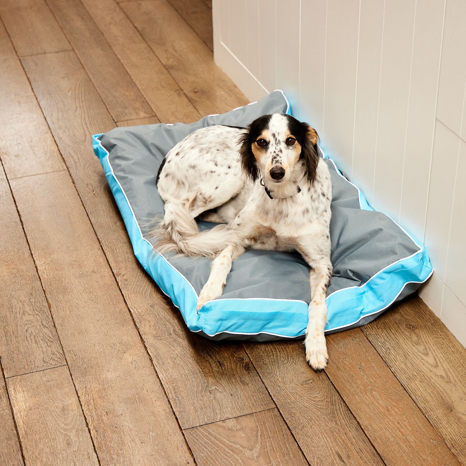 Dog beds homestore and sale more