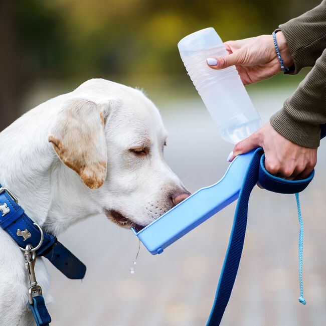 Travel Water Bottle for Pets
