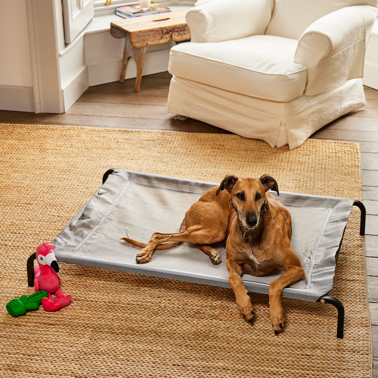 Homestore and more dog beds hotsell