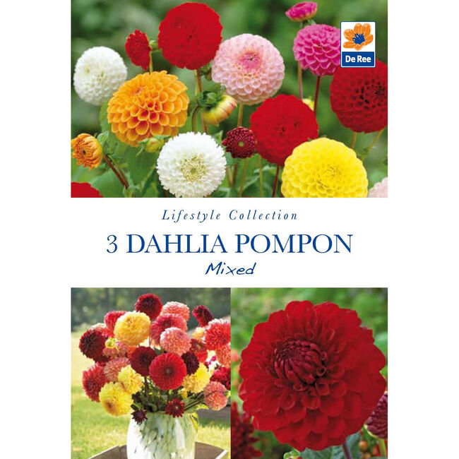 Dahlia Pompon Mixed Flower Bulbs 